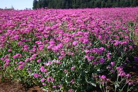 Purple Catchfly Flower Seeds for Planting – Heirloom, Non-GMO, High Germination Organic Garden Seeds