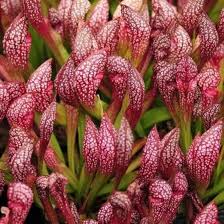 Scarlet Sarracenia Carnivorous Flower Seeds for Planting – Heirloom, Non-GMO, High Germination Organic Garden Seeds