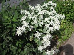 Euphorbia Early Snow White Flower Seeds for Planting – Heirloom, Non-GMO, Drought-Tolerant Organic Garden Seeds