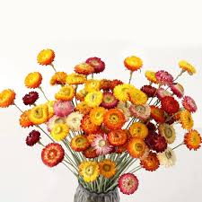 Straw Flower Seeds for Planting – Heirloom, Non-GMO, High Germination Organic Garden Seeds