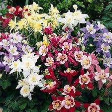 Columbine Flower Seeds for Planting – Heirloom, Non-GMO, Drought-Tolerant Organic Garden Seeds