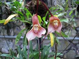 Heirloom Pink Monkey Face Orchid Flower Seeds for Planting – Non-GMO, Organic, High Germination