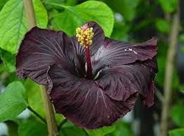 Black Hibiscus Flower Seeds for Planting – Heirloom, Non-GMO, Shade-Tolerant Organic Garden Seeds