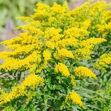 Yellow Solidago Flower Seeds for Planting – Heirloom, Non-GMO, High Germination Organic Garden Seeds