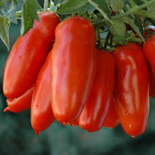 Big Tomato Seeds for Planting Orange – Heirloom, Non-GMO, High Yield – Organic Garden Seeds