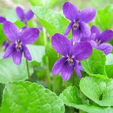 Heirloom Viola Odorata Flower Seeds for Planting – Non-GMO, High Germination Garden Seeds