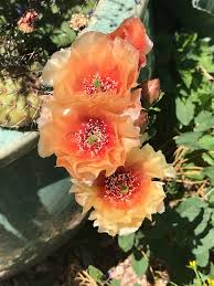 Orange Opuntia Flower Seeds for Planting – Heirloom, Non-GMO, High Germination Organic Garden Seeds