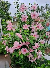 Hibiscus Rosa-sinensis Flower Seeds for Planting – Low Maintenance, Heirloom, Non-GMO, Organic Garden Seeds