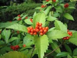 Sarcandra Glabra Flower Seeds for Planting – Cut Flower Favorite, Heirloom, Non-GMO, High Germination