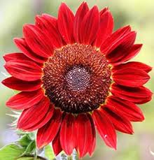 Sunflower Flower Seeds for Planting – Heirloom Non-GMO High Germination Organic Garden Seeds