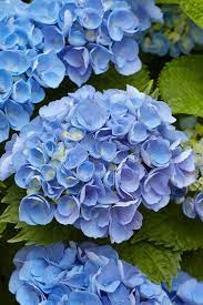 Flower Seeds, Seeds,Seeds For Planting,Plant Seeds