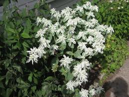 Green Snow on the Mountain Flower Seeds for Planting – Heirloom, Non-GMO, High Germination Organic Garden Seeds