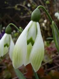 White Snowbells Flower Seeds for Planting – Pollinator Friendly Heirloom, Non-GMO, High Germination Organic Garden Seeds