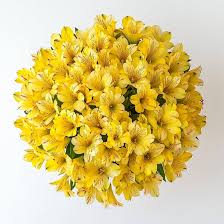 Yellow Alstroemeria Flower Seeds for Planting – Vibrant Colors Heirloom Non-GMO Seeds