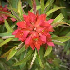 Fireglow Flower Seeds for Planting – Bright Blooms, Heirloom, Non-GMO, Organic Garden Seeds