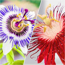 Red Blue Passiflora Flower Seeds for Planting – Premium Quality, Heirloom, Non-GMO, High Germination