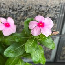 Pink Vinca Flower Seeds for Planting – Heirloom, Non-GMO, Fragrant Blossoms, High Germination Organic Garden Seeds