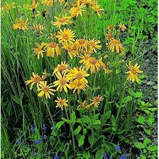 Heirloom Arnica Montana Flower Seeds for Planting – Seasonal Bloomer, Non-GMO, High Germination