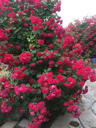 Rose Seeds Flower Seeds for Planting – Heirloom Non-GMO High Germination Organic Garden Seeds