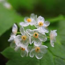 Skeleton Flower Seeds for Planting – Wildflower Mix Heirloom Non-GMO Seeds for Home Garden