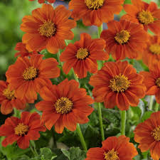 Orange Tithonia Flower Seeds for Planting - Heirloom, Non-GMO, High Germination Organic Garden Seeds