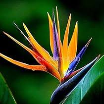 Rainbow Strelitzia Flower Seeds for Planting | Heirloom Non-GMO High Germination