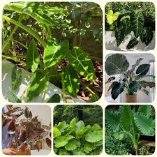 Alocasia Flower Seeds for Planting – Heirloom, Non-GMO, Shade Tolerant Organic Garden Seeds