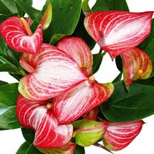 Red White Anthurium Seeds for Planting – Heirloom, Non-GMO, High Germination, Organic Garden Seeds
