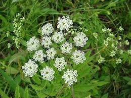 Cicuta Maculata Flower Seeds for Planting - Garden Favorite, Heirloom, Non-GMO, High Germination Organic Garden Seeds