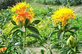 Yellow Safflower Flower seeds for Planting - Sun Loving, Heirloom & GMO Free Seeds for Home Garden