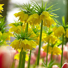 Yellow Fritillaria Imperialis Seeds – Heirloom, Non-GMO, Premium Quality