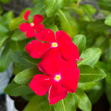 Red Periwinkle Flower Seeds for Planting – Heirloom Non-GMO, High Germination, Low Maintenance