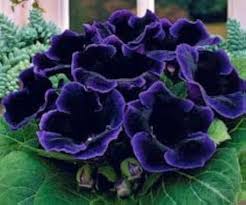 Purple Gloxinia Flower Seeds for Planting – Sun Loving, Heirloom, Non-GMO, High Germination