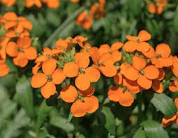 Heirloom Wallflower Seeds for Planting – Non-GMO, High Germination, Organic Garden Seeds