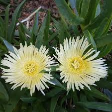 Carpobrotus Flower Seeds for Planting – Heirloom, Non-GMO, High Germination, Organic Garden Seeds