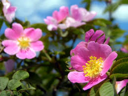 Rosa Canina Flower Seeds for Planting - Heirloom, Non-GMO, High Germination Organic Garden Seeds