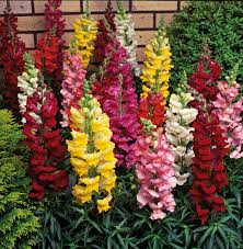 Antirrhinum Majus Flower Seeds for Planting – Heirloom, Non-GMO, High Germination Organic Garden Seeds