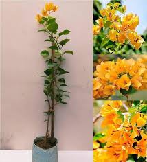Bougainvillea Yellow Flower Seeds for Planting – Heirloom Non-GMO, High Germination Organic Garden Seeds