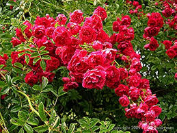 Red Pink Climbing Rose Flower Seeds for Planting – Heirloom Non-GMO Bright Blooms Organic Garden Seeds