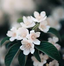 Brown Mespilus Germanica Flower Seeds for Planting – Compact Growth Heirloom, Non-GMO, High Germination Organic Garden Seeds