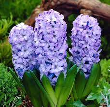 Purple Hyacinthus Orientalis Flower Seeds for Planting | Heirloom Non-GMO Organic Garden Seeds
