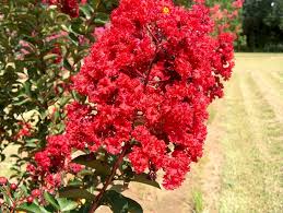 Lagerstroemia Flower Seeds for Planting – Shade Tolerant, Heirloom, Non-GMO, High Germination
