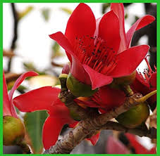 Ceiba Flower Seeds for Planting | Heirloom Non-GMO High Germination Organic Garden Seeds