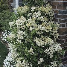 Ligustrum Flower Seeds for Planting – Heirloom Non-GMO, High Germination, Easy to Grow