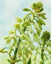 Galtonia Viridiflora Flower Seeds for Planting – Long Bloom Season Heirloom Non-GMO Seeds