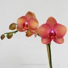 Peach Phalaenopsis Orchid Flower Seeds for Planting | Heirloom Non-GMO High Germination Organic Garden Seeds