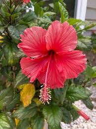 Hibiscus Flower Seeds for Planting – Perfect for Borders Heirloom Non-GMO Organic Garden Seeds