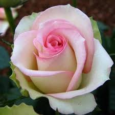 Pink White Rose Flower Seeds for Planting – Heirloom, Non-GMO, High Germination Garden Seeds