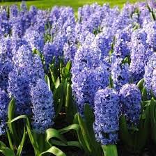 Deep Blue Hyacinthus Orientalis Flower Seeds for Planting – Heirloom Non-GMO Vibrant Colors Organic Garden Seeds