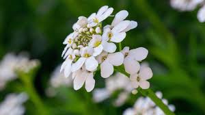 White Candytuft Snow Seeds – Heirloom, Non-GMO, Pollinator Friendly